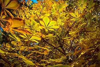 herbst