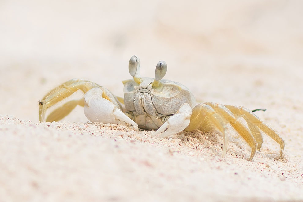 Krebs - kuhnmi Crab @ Cayo Jutias - Flickr - CC BY 2.0